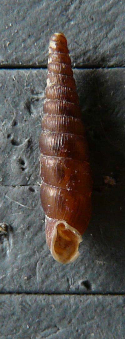 Neostyriaca corynodes (Held, 1836)